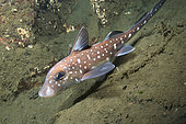 Female Spotted ratfish (Hydrolagus colliei) on silty slope. Ghost shark, Chimaera, Tahsis Inlet, Vancouver Island, British Columbia, Canada, Pacific Ocean.