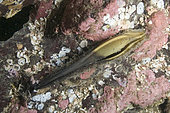 A discarded Spotted ratfish eggcase (Hydrolagus colliei) laying on a reef in Maple Bay, Vancouver Island, British Columbia.