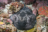 Spotted stingaree (Urolophus gigas) nestled in a sponge encrusted reef. Albany, Western Australia, Southern Ocean.