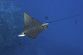 Spotted Eagle Ray, Aetobatus ocellatus. A wide ranging eagle ray from the Indian Ocean and Western Pacific Ocean. Previously considered conspecific with the whitespotted eagle ray, aetobatus narinari. Nuku Hiva, Marquesa Islands, French Polynesia.