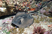 Pastenague (Trygonoptera ovalis) sous un rebord incrusté d'éponge. Albany, Australie occidentale, océan Austral.