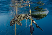 Swell Shark, Cephaloscyllium ventriosum caught in a gill net intended for California Halibut. Guerero Negro, Baja, Mexico, Eastern Pacific.