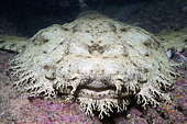 Head of a Tasseled wobbegong (Eucrossorhinus dasypogon) clearly showing its fringe of branching dermal flaps and very light color variation. Exmouth, Western Australia, Indian Ocean.