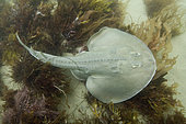 Thornback Ray (Platyrhinoidis triseriata). California, USA. eastern Pacific Ocean.