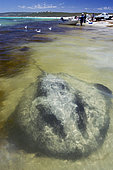 Raie pastenague noire (Dasyatis thetidis) en eau très peu profonde, baie de Hamelyn, Australie occidentale, océan Indien.