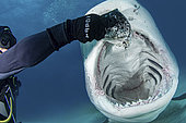 Tiger Shark, Galeocerdo cuvier. Mouth wide open during a shark feed at Tiger Beach; a famous shark diving site on Little Bahama Bank in the Bahamas.
