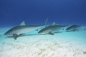 Tiger Shark, Galeocerdo cuvier. At Tiger Beach; a famous shark diving site on Little Bahama Bank in the Bahamas.