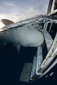 Requin tigre (Galeocerdo cuvier) mordant l'échelle d'accès du bateau de plongée à Fish Tales près de Tiger Beach, Grand Bahama Bank, mer des Caraïbes, océan Atlantique.