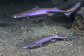 Velvet Belly Lanternshark, Etmopterus spinax. The velvet belly is a wide-ranging deepwater shark from Iceland and Norway southward to South Africa. Lanternsharks are a family of dogfishes within the order Squaliformes.