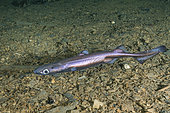 Velvet Belly Lanternshark, Etmopterus spinax. The velvet belly is a wide-ranging deepwater shark from Iceland and Norway southward to South Africa. Lanternsharks are a family of dogfishes within the order Squaliformes.
