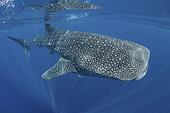 Whale Shark, Rhincodon typus. Largest fish in the world possibly exceeding 20m in length. Isla Mujeres, Mexico. Caribbean Sea.