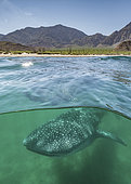 Whale Shark, Rhincodon typus. Largest fish in the world possibly exceeding 20m in length. Over under or split frame at Bahia de los Angeles, Sea of Cortez, Mexico.