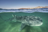 Whale Shark, Rhincodon typus. Largest fish in the world possibly exceeding 20m in length. Over under or split frame at Bahia de los Angeles, Sea of Cortez, Mexico.