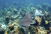 Whitespotted Eagle Ray, Aetobatus narinari. Inhabits coastal regions of the tropical eastern and western Atlantic includng the Caribbean Sea and the Gulf of Mexico. Image from Andros Island in the Bahamas.