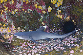 Whitetip Reef Shark, Triaenodon obesus, Roca Partida, Socorro, Revillagigedo Islands, Mexico, Eastern Pacific.