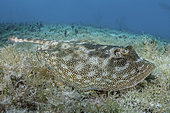 Yellow Spotted Stingray, Urobatis jamaicensis. Aka yellow round ray. Triangle Rocks, South Bimini Island, Bahamas.