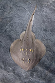 Yellowspotted Fanray, Platyrhina tangi. A species of thornback ray from the northwestern Pacific including Vietnam Taiwan, China, Korea and Japan.