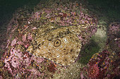 Starry skate, Raja stellulata, a skate species that has so far avoided over-fishing due to its preference for rocky substrates where bottom trawling is not possible. Barkley Sound, Vancouver Island, British Columbia, Canada, North Pacific Ocean.