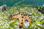 Chocolate Chip Sea Star (Protoreaster nodosus) in Turtlegrass (Thalassia sp), in front of the island of Siladen. Bunaken Marine National Park, North Sulawesi, Indonesia.