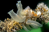 Sea squirt (Ciona robusta), in the Thau lagoon, Hérault, Occitania, France.
