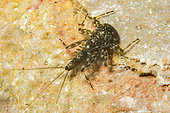 Mayfly nymph (Ecdyonurus sp), in Dourbie river, Aveyron, Occitania, France