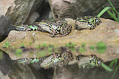 Green frogs (Pelophylax kl. esculentus) group on rock with their reflection in the water, Alsace, France
