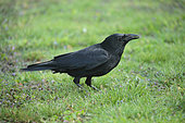 Carrion crow (Corvus corone) on the ground in an orchard, Alsace, France