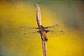 Broad-bodied chaser (Libellula depressa) female on her resting place, Alsace, France