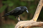 Carrion crow (Corvus corone) on a dead tree, Alsace, France