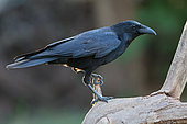 Carrion crow (Corvus corone) on a dead tree, Alsace, France