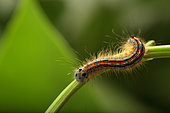 Lackey (Malacosoma neustria) caterpillar on a stem, Alsace, France