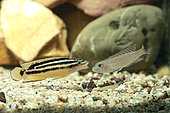 Golden Julie (Julidochromis ornatus) in intimidation phase against (Neolamprologus ornatipinnis) in aquarium