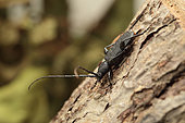 Longhorn beetle (Ropalopus clavipes) on a tree trunk, Alsace, France