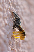 Asian lady Beetle (Harmonia axyridis) larva moulting on a wall, Alsace, France