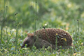 Western european hedgehog (Erinaceus europaeus) in the grass in a garden, Alsace, France