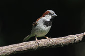 House sparrow (Passer domesticus) male on a branch with black background, Alsace, France