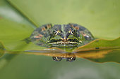Green frog (Pelophylax kl. esculentus) on a water lily leaf, Alsace, France