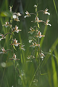 Marsh Helleborine (Epipactis palustris) at dawn in the morning dew against the light, Alsace, France