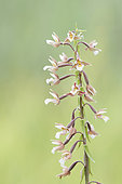 Marsh Helleborine (Epipactis palustris) flowers, Alsace, France