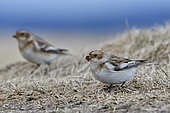 Snow Bunting (Plectrophenax nivalis) eating on ground during migration in the Vosges Mountains, Ballon d'Alsace, Vosges, France