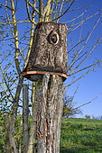 Piece of hollow wood arranged as a nesting box, France