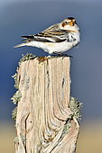 Snow Bunting (Plectrophenax nivalis) resting on a wooden post during migration in the Vosges Mountains, Ballon d'Alsace, Vosges, France