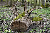 Old oak root in forest, Doubs, France