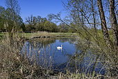 Mute Swan (Cygnus olor) on the water, espace naturel de l'Allan, Brognard, Doubs, France