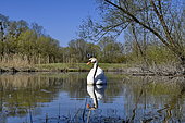 Mute Swan (Cygnus olor) on the water, espace naturel de l'Allan, Brognard, Doubs, France
