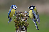 Blue tit (Cyanistes caeruleus) and Great tit (Parus major) fighting over a cut trunk, France
