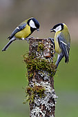 Great tits (Parus major) fighting over a cut trunk, France