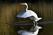 Great Egret (Ardea alba), open wings, Allan natural area, Brognard, Doubs, France