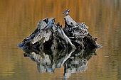 Pied Wagtail (Motacilla alba) on an old stump in the middle of a lake, France