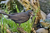 Merle noir (Turdus merula), femelle transportant des matériaux dans son bec pour confectionner son nid, France